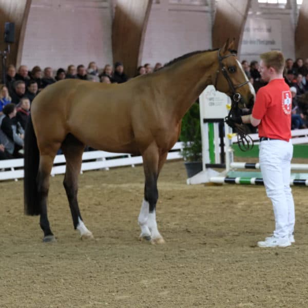 NPZ Hengste in Bern 2023 / CEN Etalons à Berne 2023 Nationales