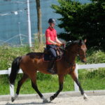 Online-Seminar: Trainingslehre für das Pferd (Teil II) - effizientes Training erfolgt nach Plan