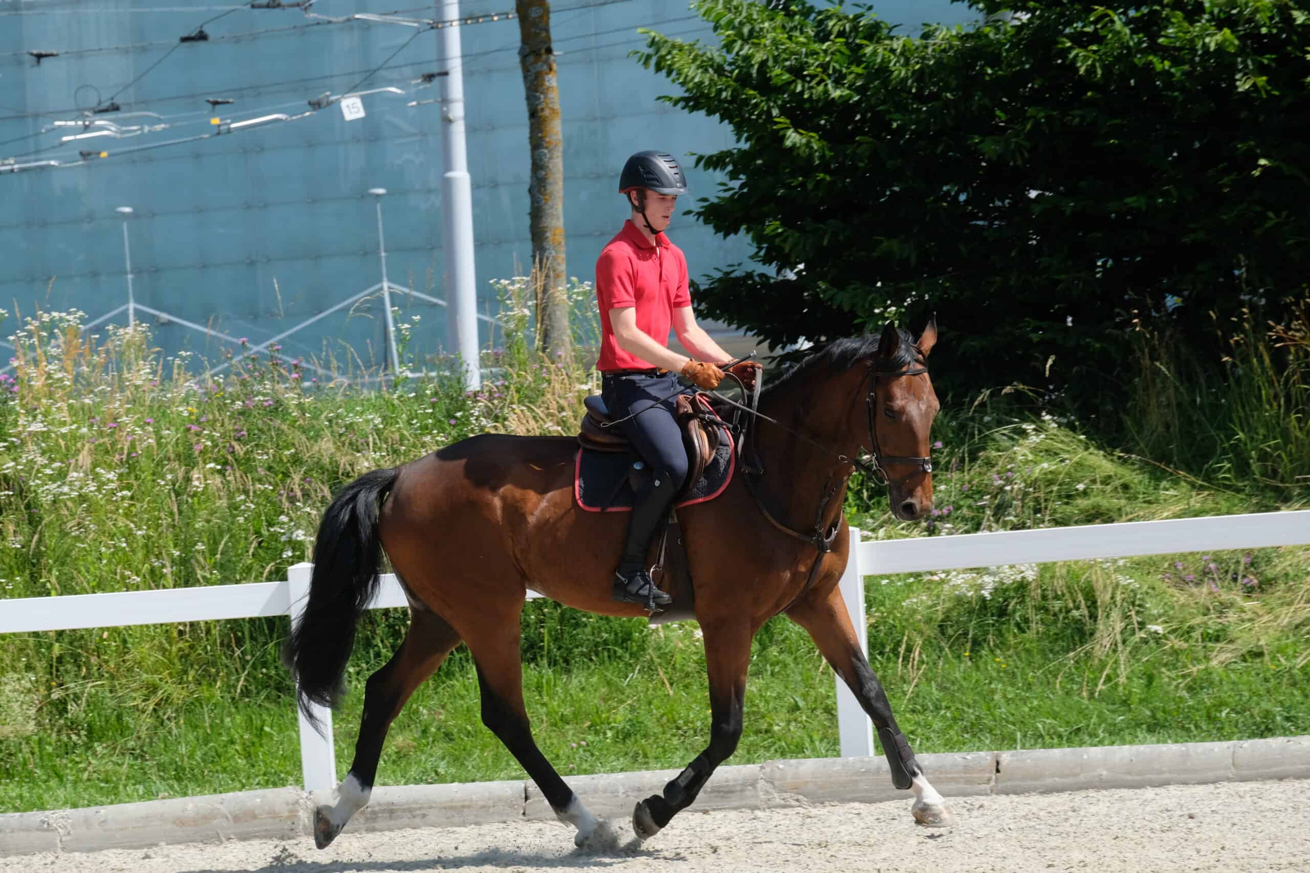 Online-Seminar: Trainingslehre für das Pferd (Teil II) - effizientes Training erfolgt nach Plan