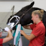 Online-Seminar: Zahnbehandlungen beim Pferd - nur ein Modetrend?
