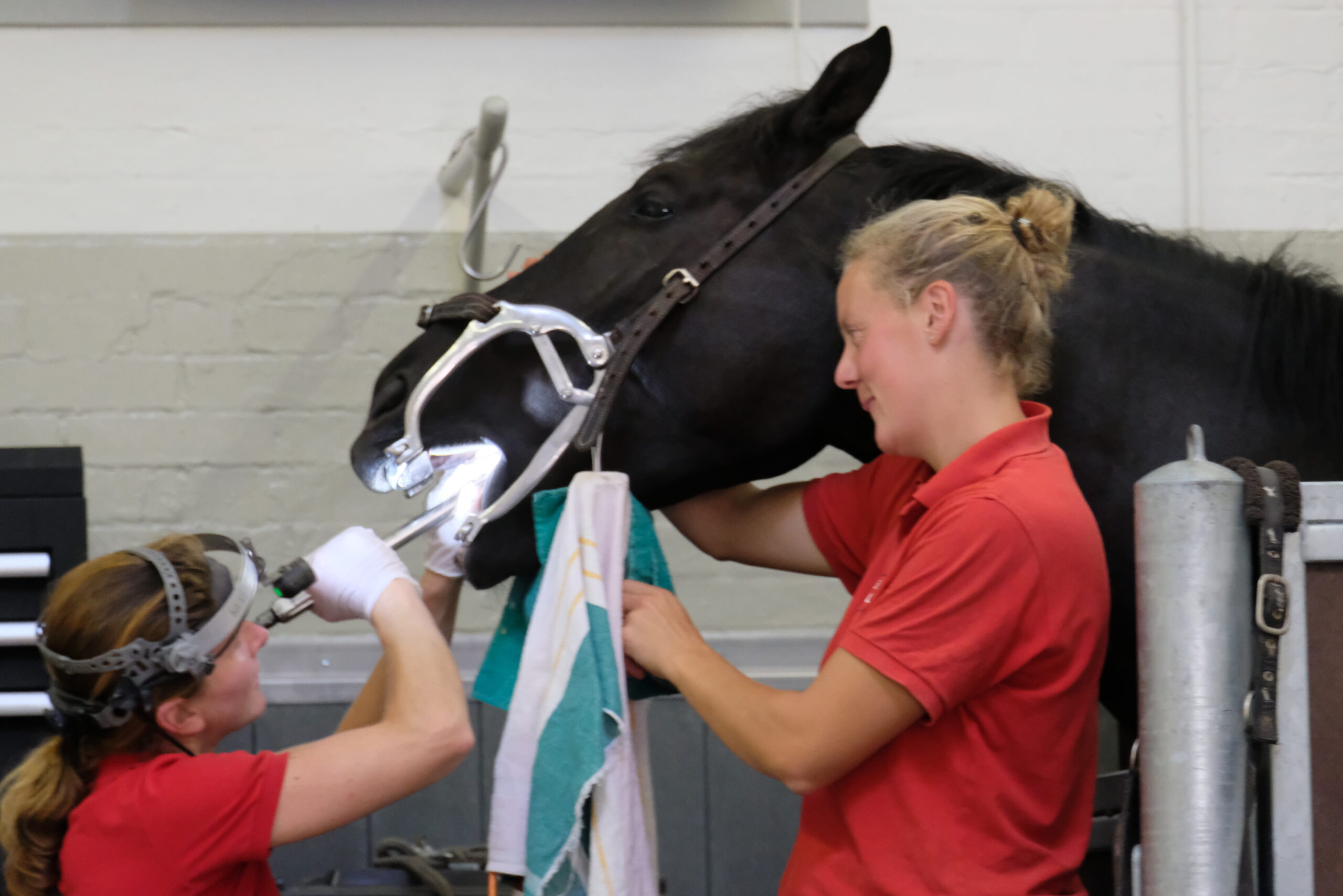 Online-Seminar: Zahnbehandlungen beim Pferd - nur ein Modetrend?