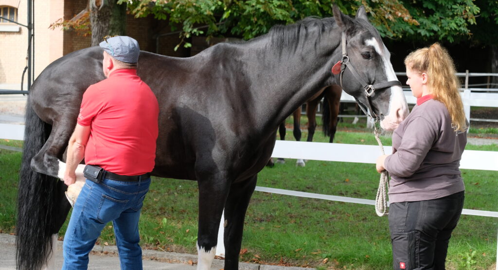 Chiropraktiker Ausbildung Pferd