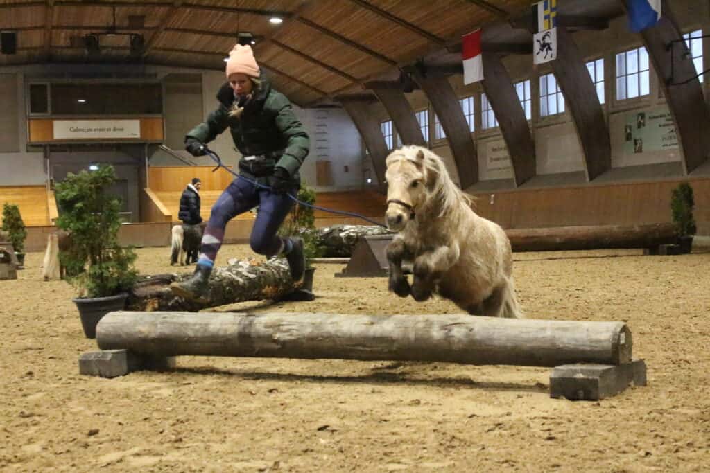 Jump & Run Indoor – für Ponies und Kleinpferde mit Stefan Rufus